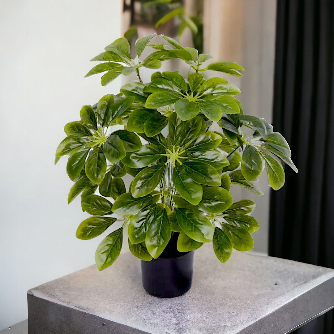 60cm Plant Sheffera x 18 stem of leaves, each stem having 7 to 8 fingers of leaves. Aplant655