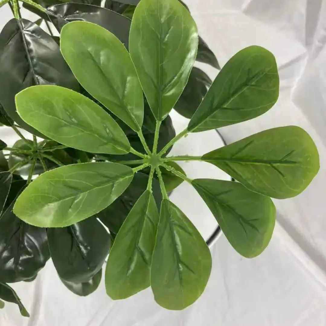 60cm Plant Sheffera x 18 stem of leaves, each stem having 7 to 8 fingers of leaves. Aplant655