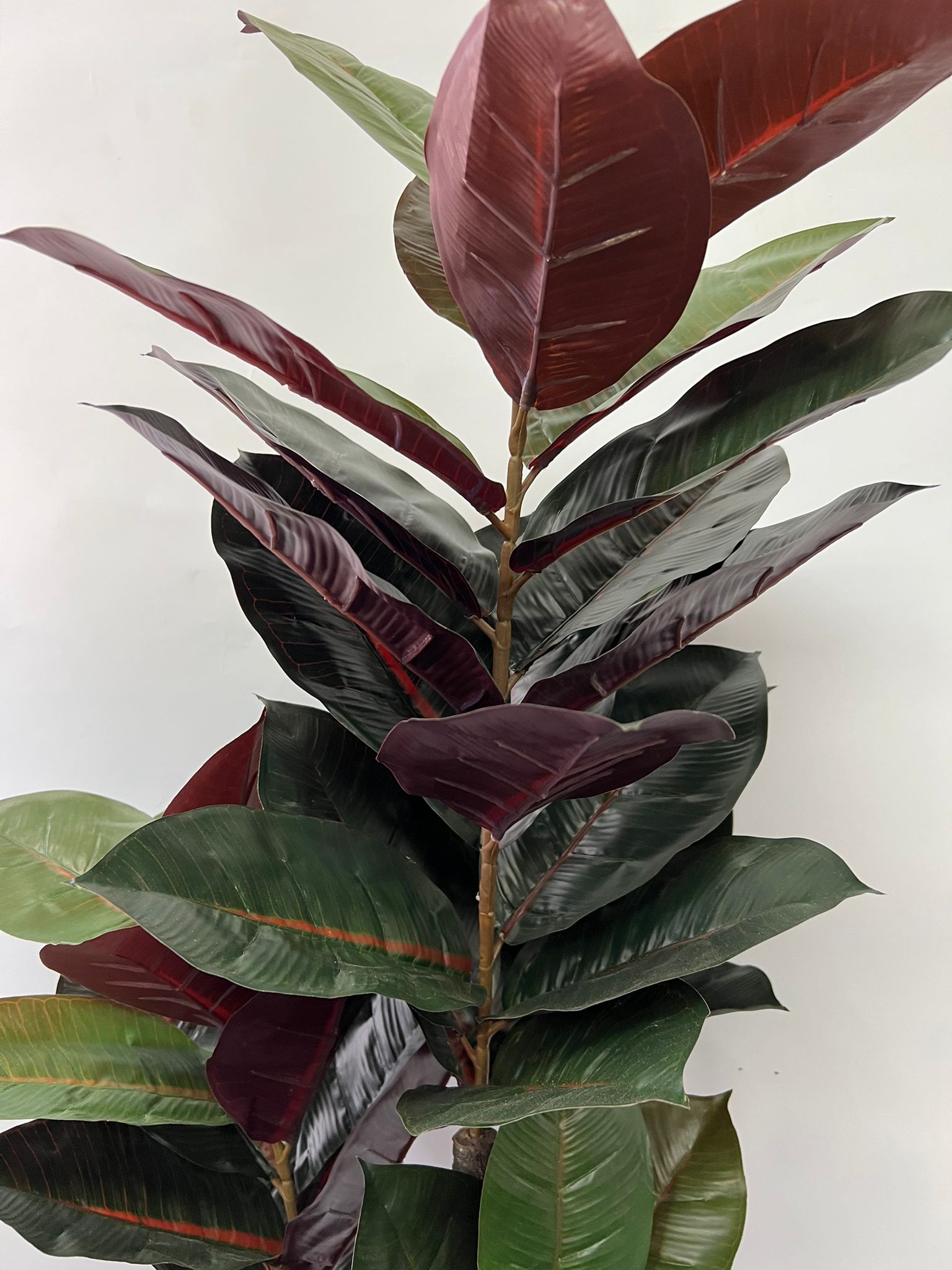 150cm Plant Artificial Black Rubber Elastica,home decor, garden,events.Aplant681