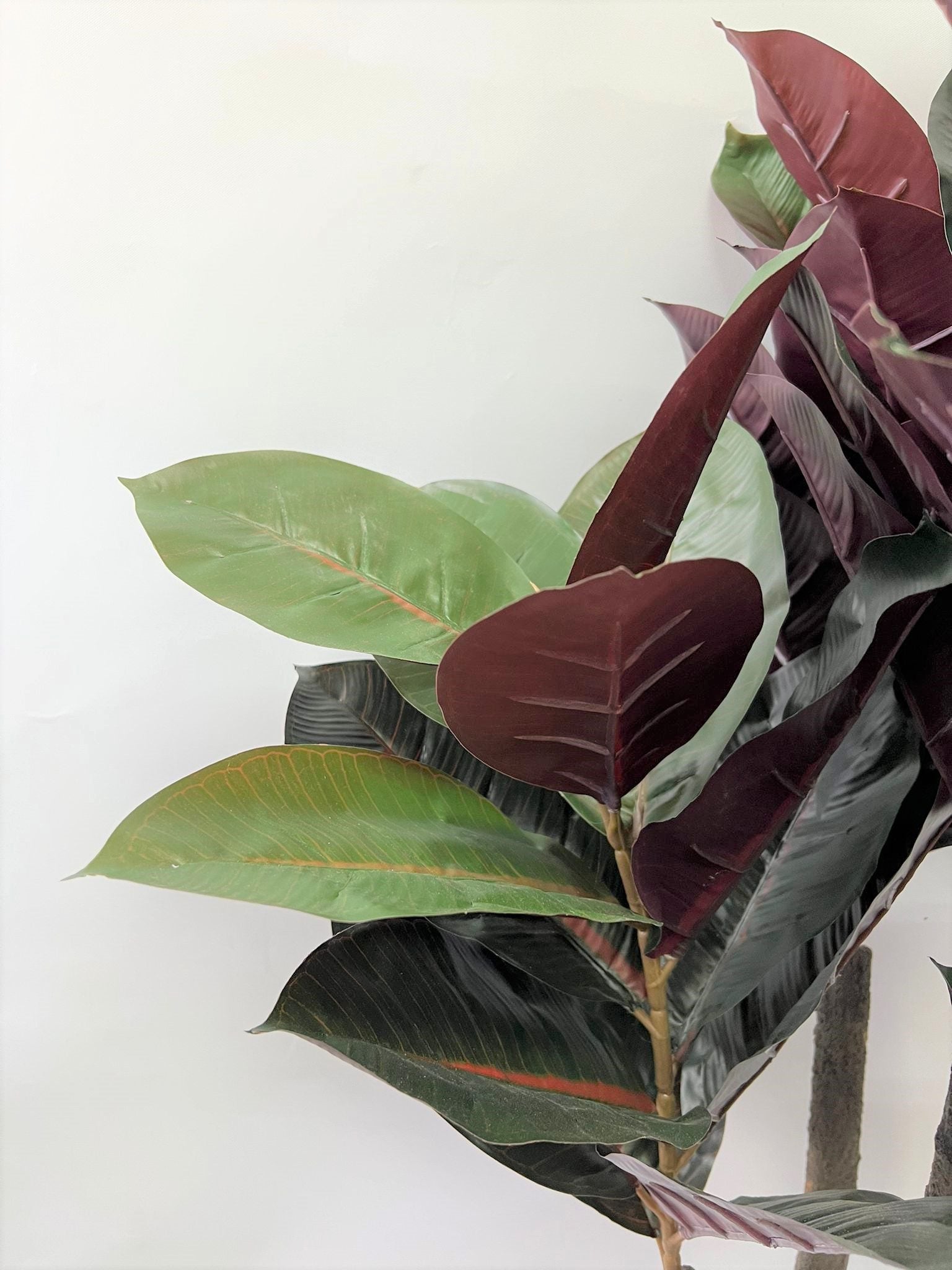 150cm Plant Artificial Black Rubber Elastica,home decor, garden,events.Aplant681