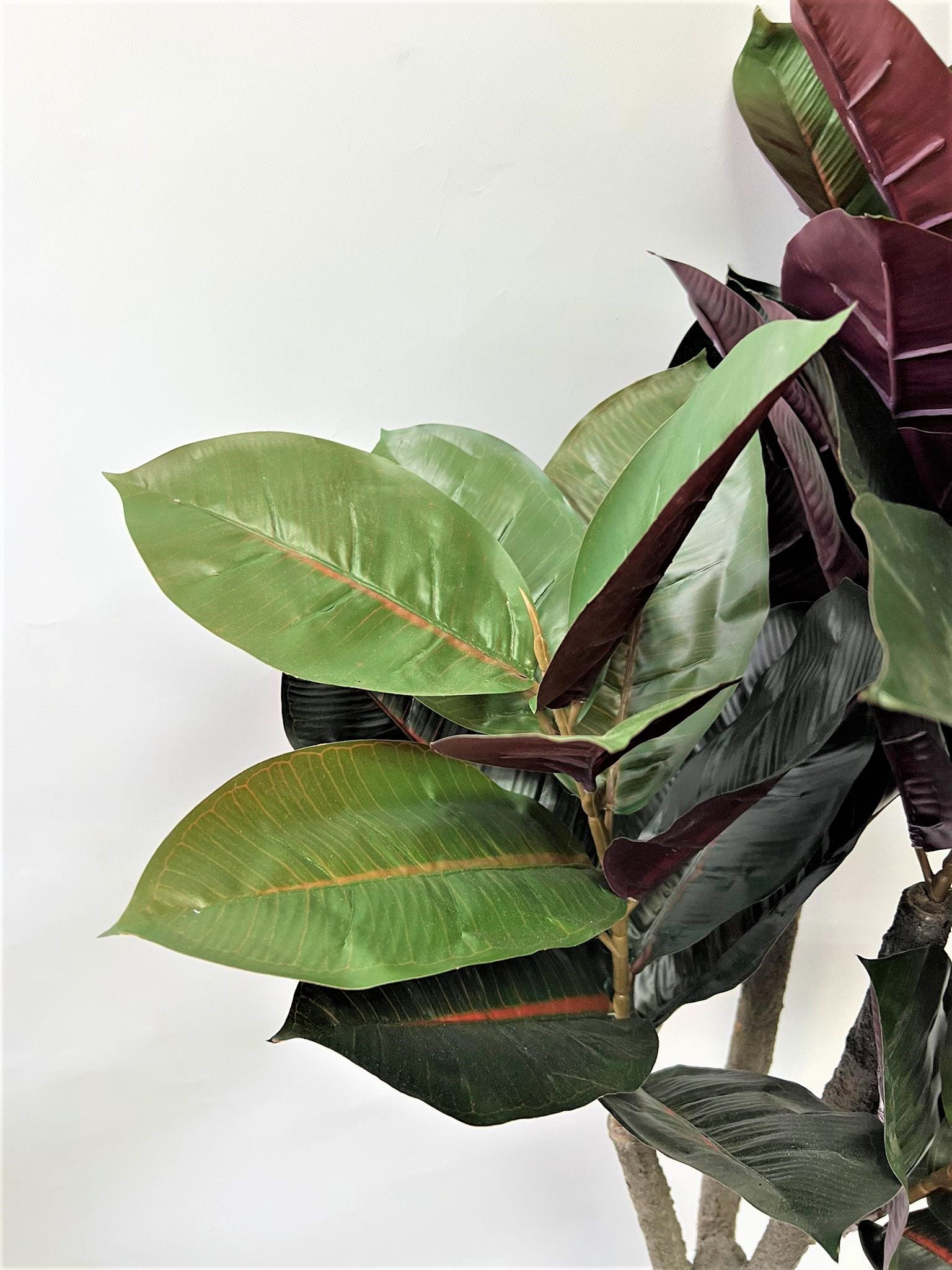 150cm Plant Artificial Black Rubber Elastica,home decor, garden,events.Aplant681