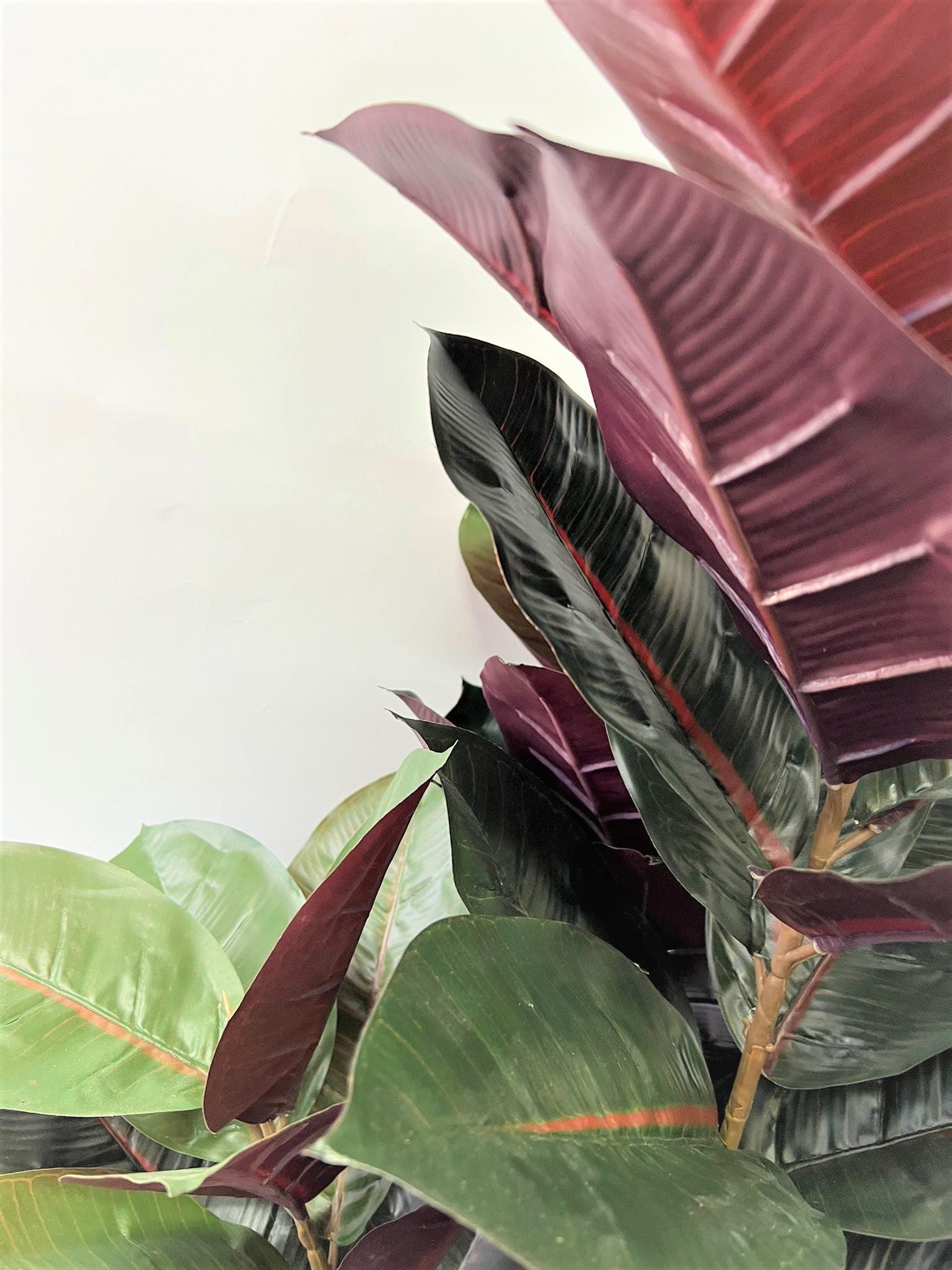 150cm Plant Artificial Black Rubber Elastica,home decor, garden,events.Aplant681