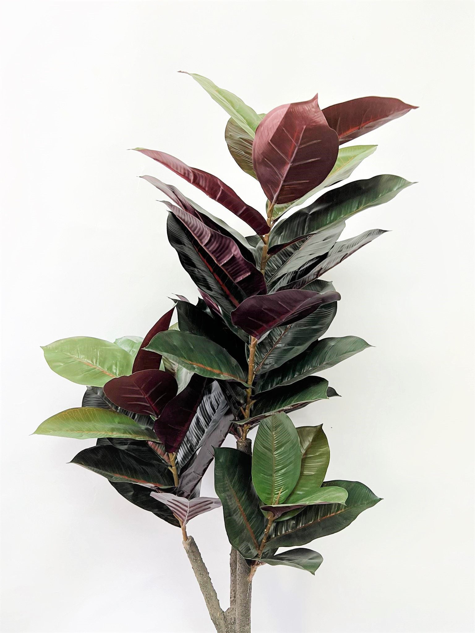 150cm Plant Artificial Black Rubber Elastica,home decor, garden,events.Aplant681