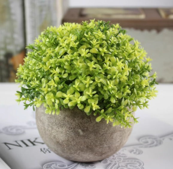 12cm potted Cordyceps sinensis plant in a ceramic pot by Alton Flowers, showcasing lush green foliage and healthy growth.