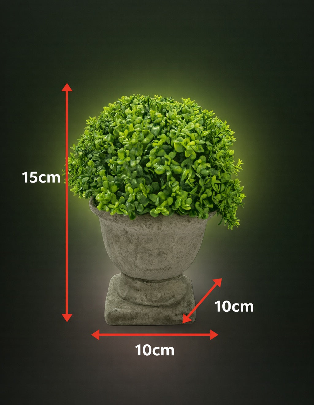 12cm potted Cordyceps sinensis plant by Alton Flowers in a decorative pot, showcasing lush green foliage and healthy growth.