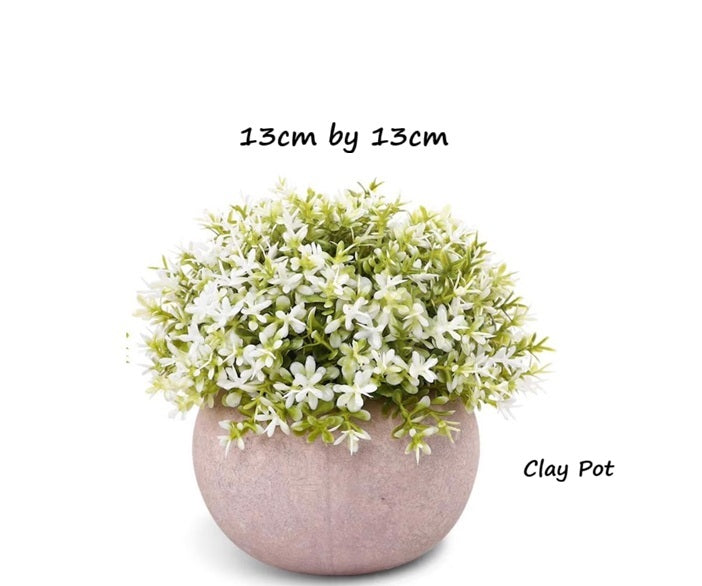Potted Cordyceps sinensis plant in a 12cm pot, featuring lush green foliage, from Alton Flowers.