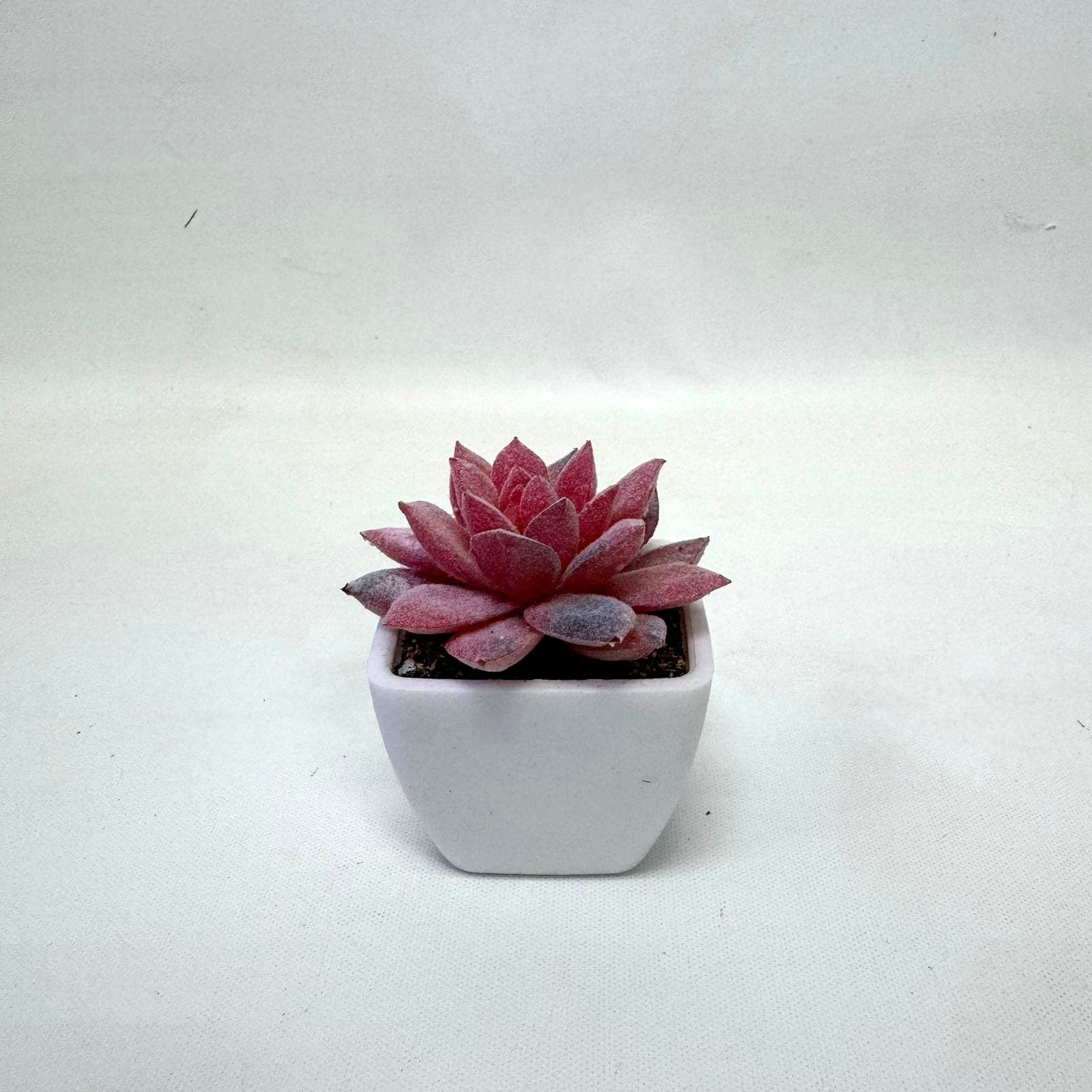 5-8cm Artificial Succulent Plant in Pot, 4 pcs random plant, home decor, office, garden. Aplant761