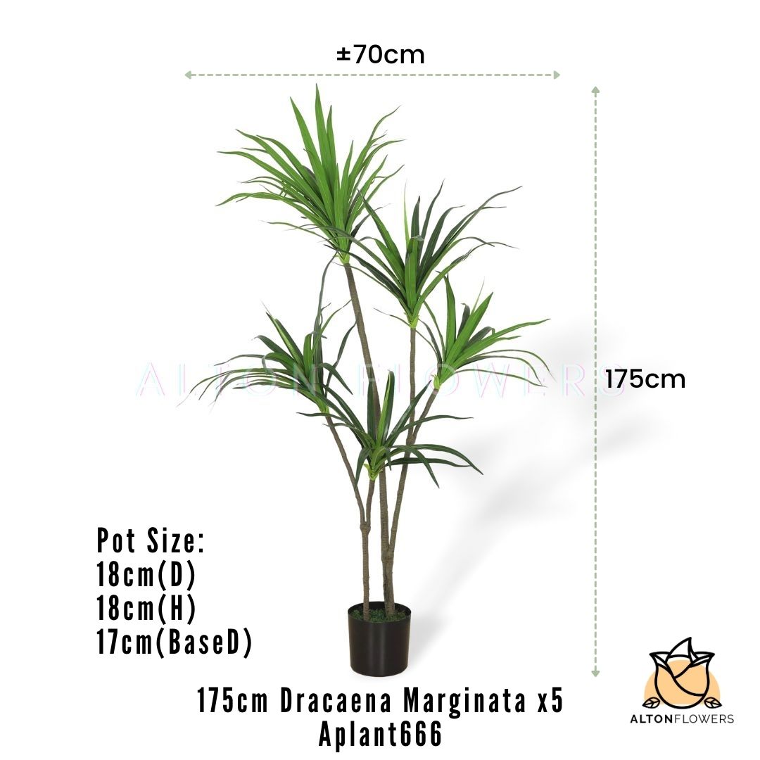 Aplant812 3 pic of Aplant666 mea