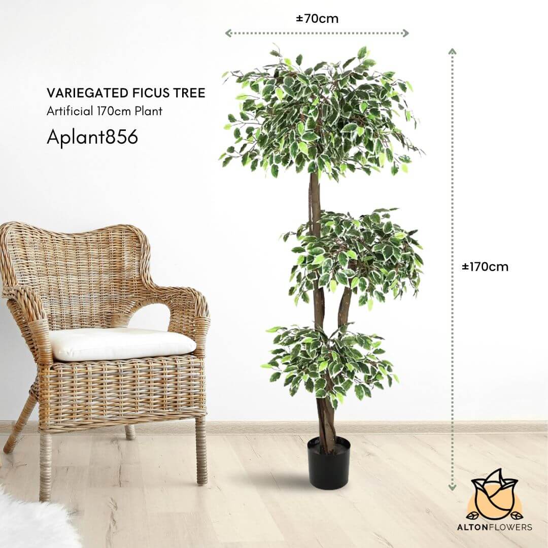 170cm Artficial Plant Variegated Ficus x3 layer, faux plant, home decor, events