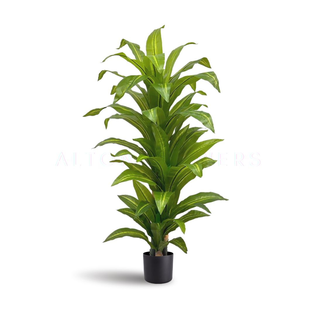 160cm Plant Dracena x3 heads Artificial, home decor, events, gardens Approx 5 feet, Aplant947