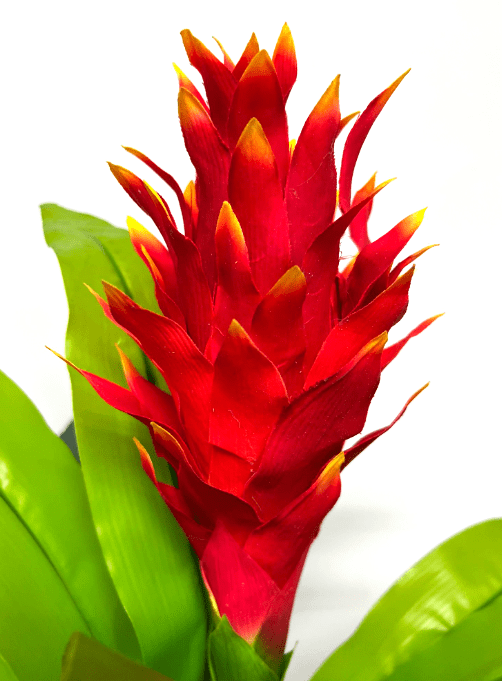 160cm Artificial Protea Plant x3 heads with flowers, Home Decor, Events, Gardens Aplant948