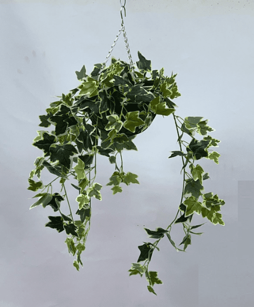 Hanging Plant with Plastic Pot, home decor, garden, events, balcony Aplant973
