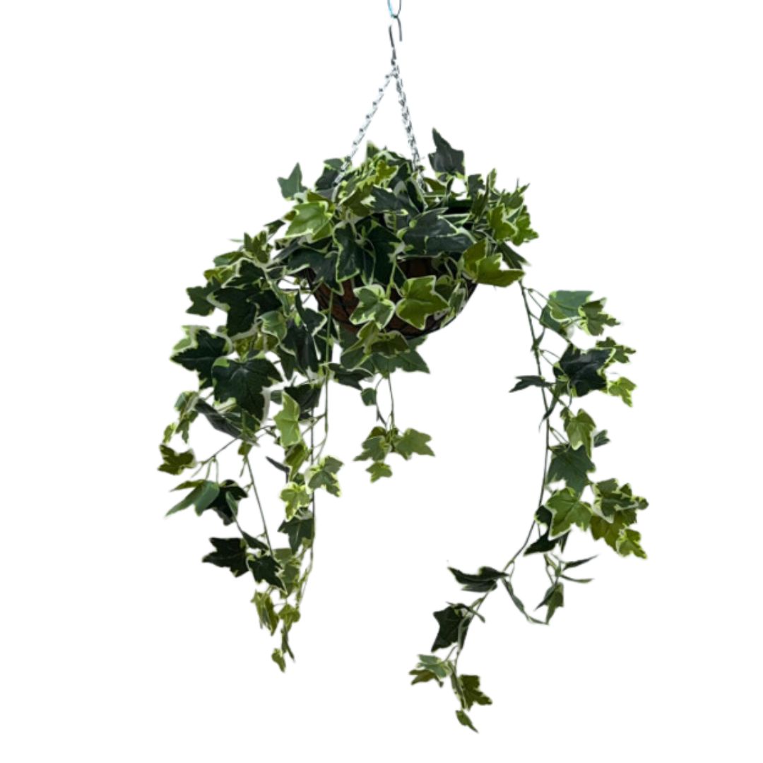 Hanging Plant with Plastic Pot SG