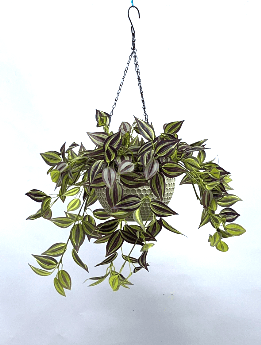 Hanging Plant with Plastic Pot, home decor, garden, events, balcony Aplant975