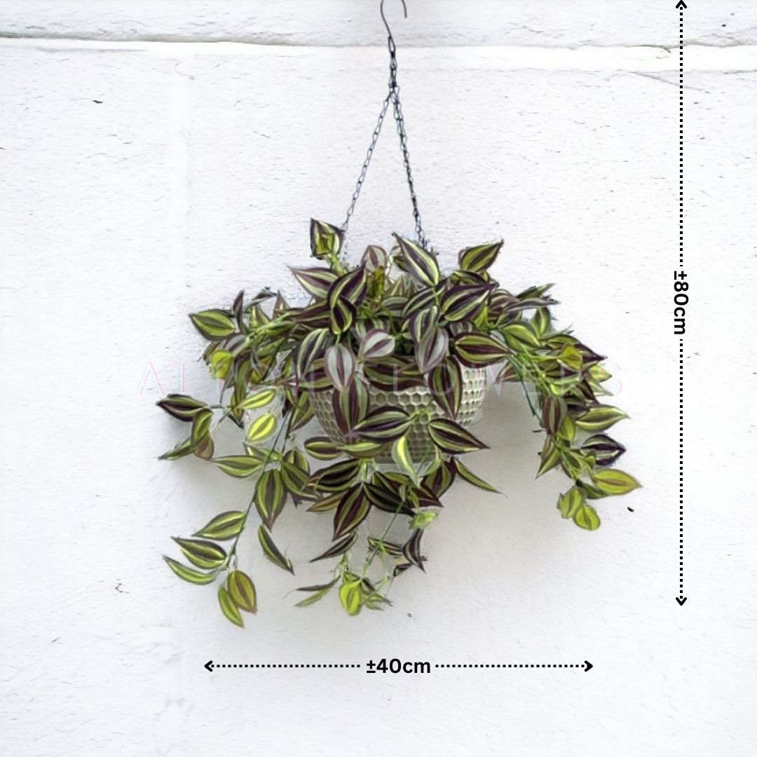 Hanging Plant with Plastic Pot, home decor, garden, events, balcony Aplant975