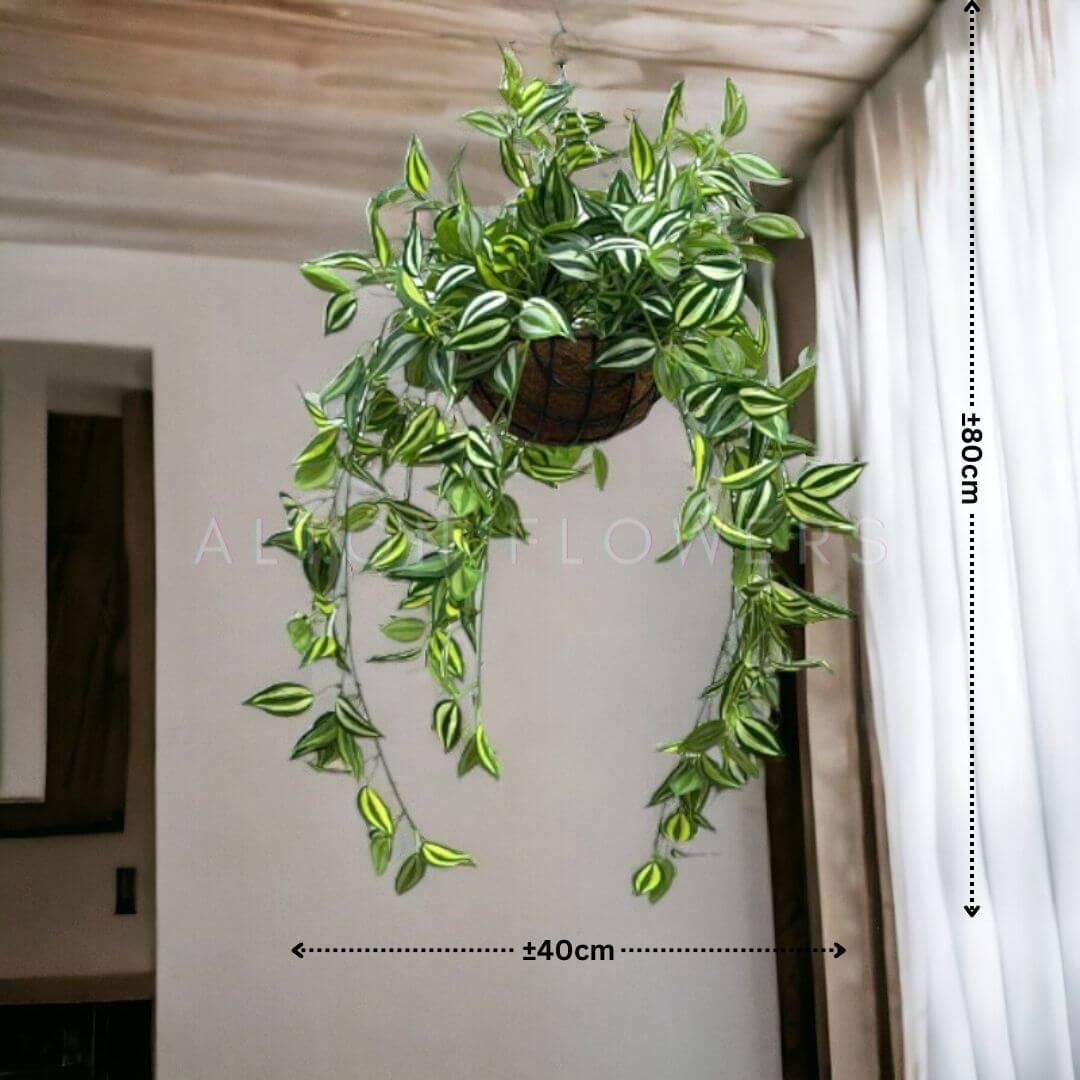 Hanging plant in plastic pot by Alton Flowers, suitable for home decor, garden, balcony, or events.