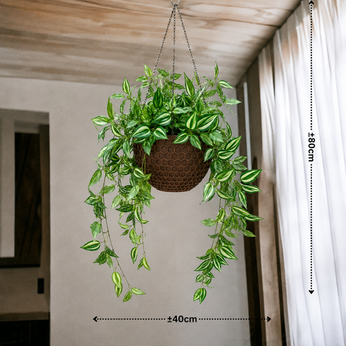 Hanging plant in a plastic pot by Alton Flowers, ideal for home decor, garden, balcony, and event decoration.