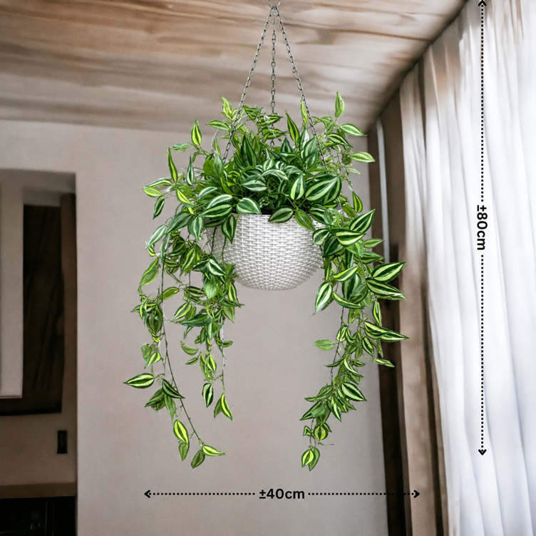 Hanging plant in a plastic pot by Alton Flowers, ideal for home decor, garden, balcony, or events.