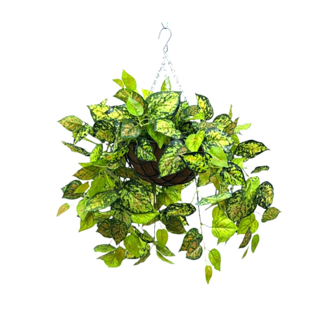 Hanging Plant with Plastic Pot, home decor, garden, events, balcony Aplant978