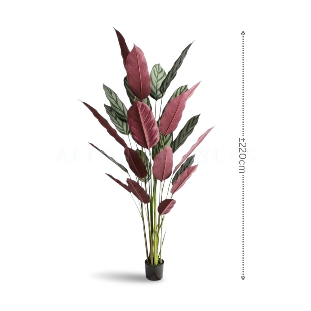 220cm NEW VARIETY Artificial Calathea Setosa Plant, Artificial, Home Decor, Events, Garden Aplant985