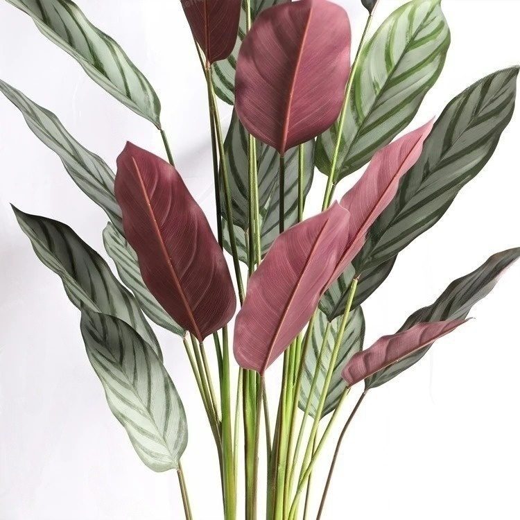 220cm NEW VARIETY Artificial Calathea Setosa Plant, Artificial, Home Decor, Events, Garden Aplant985