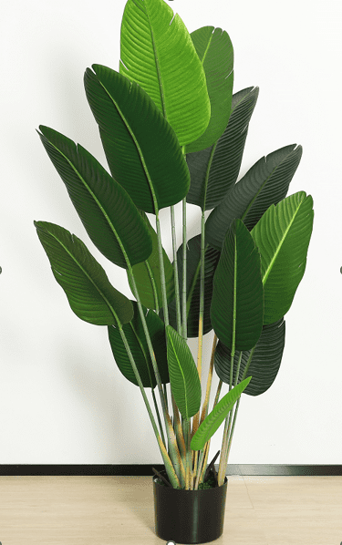 175cm Banana Plant with 16 Leaves Aplant987