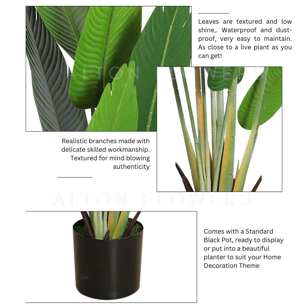 175cm Banana Plant with 16 Leaves Aplant987