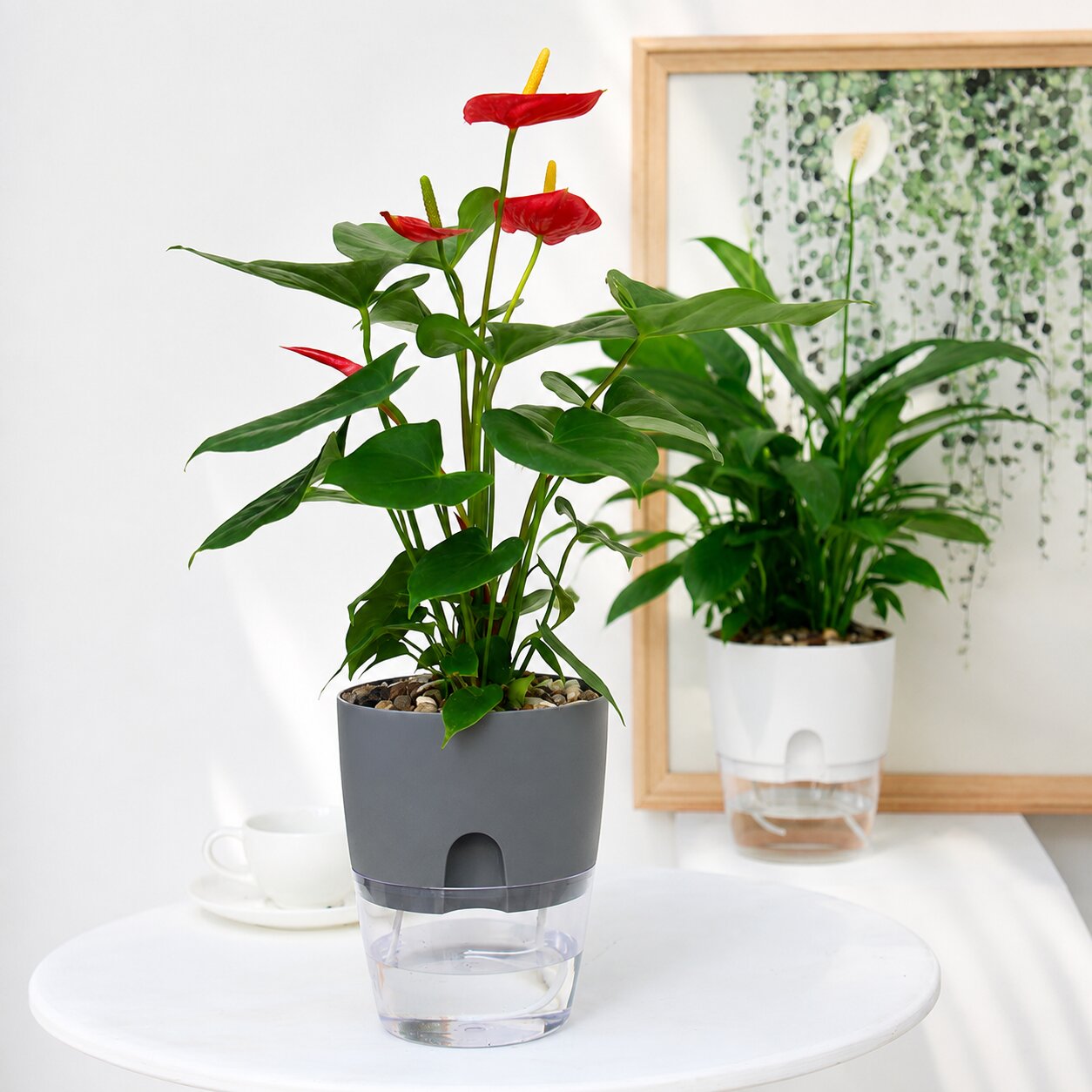 Watering Planter Flowerpot Transparent, plants, home, garden, decor. Avase268