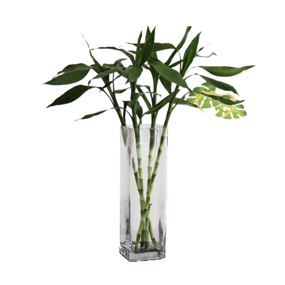 Green lucky bamboo stalks in a clear, rectangular glass vase, arranged as a simple home or office decor item.