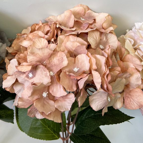 Hydrangea Bush x 5 flowers head per bush Afaux103