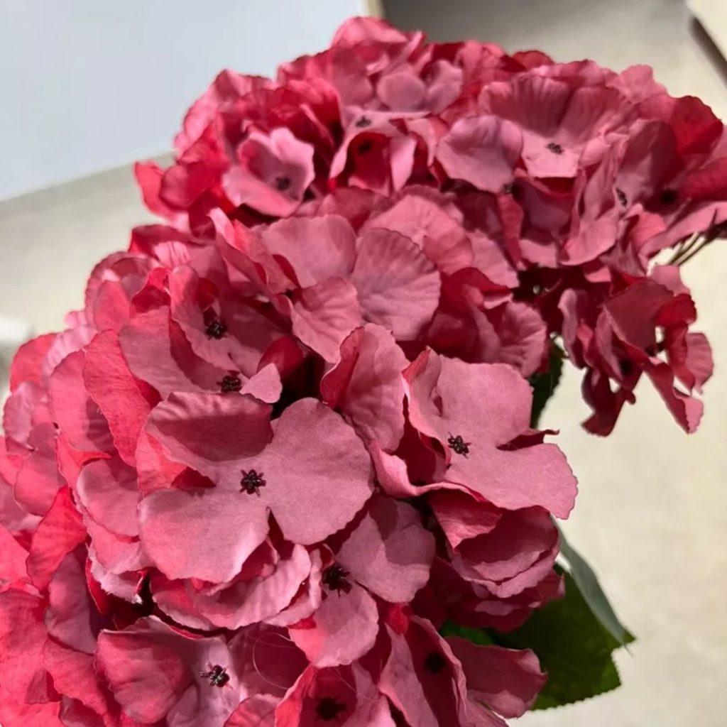 Hydrangea Bush x 5 flowers head per bush Afaux103