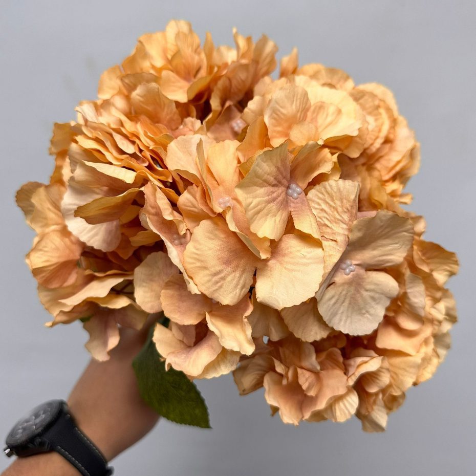 Hydrangea Bush x 5 flowers head per bush Afaux103