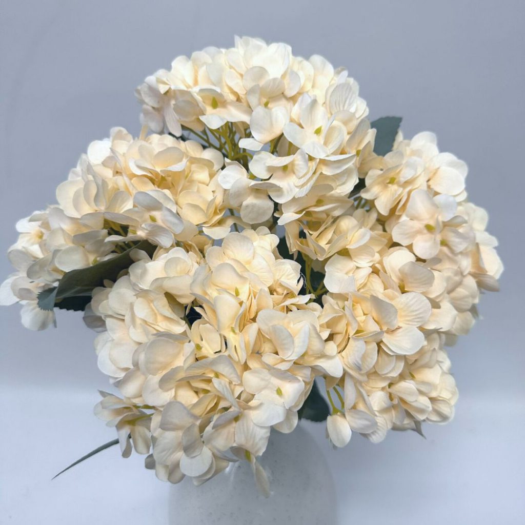 Hydrangea Bush x 5 flowers head per bush Afaux103