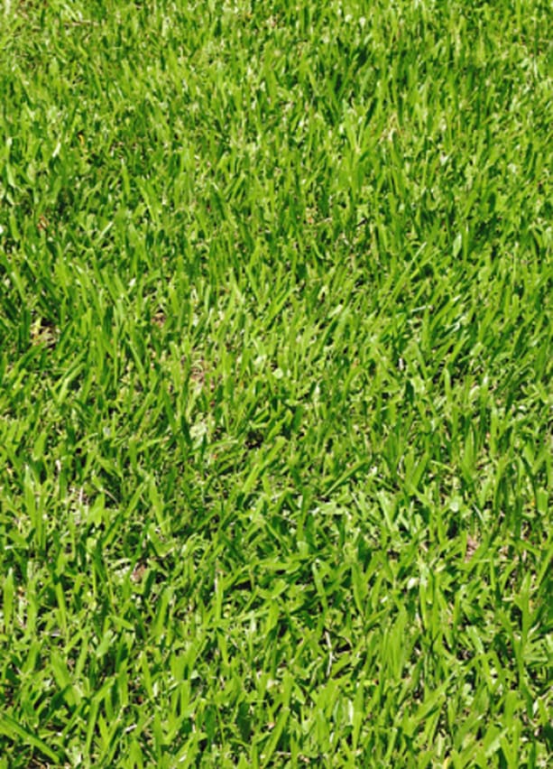 Cow Grass Natural real grass Carpet Grass