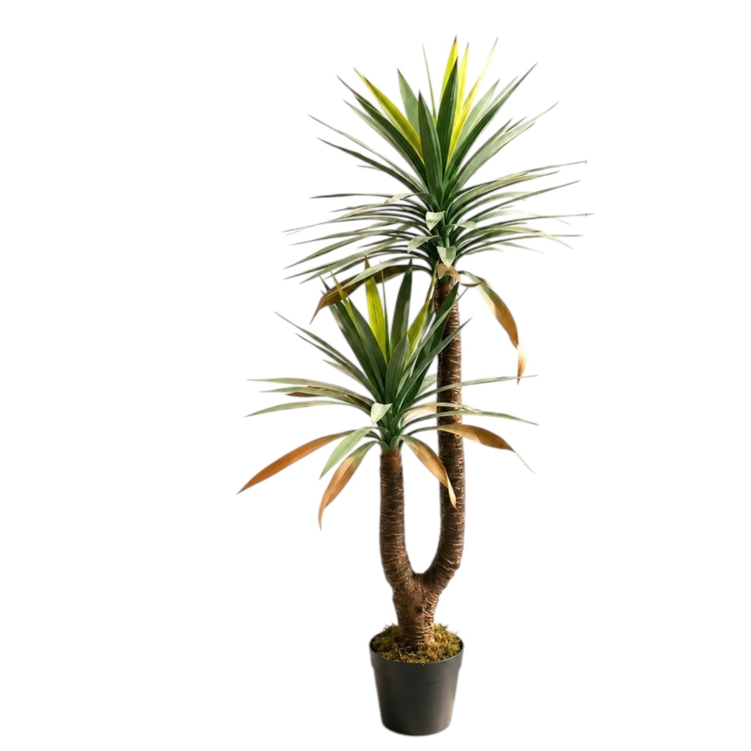 150cm Artificial Yucca Double Stem Tree