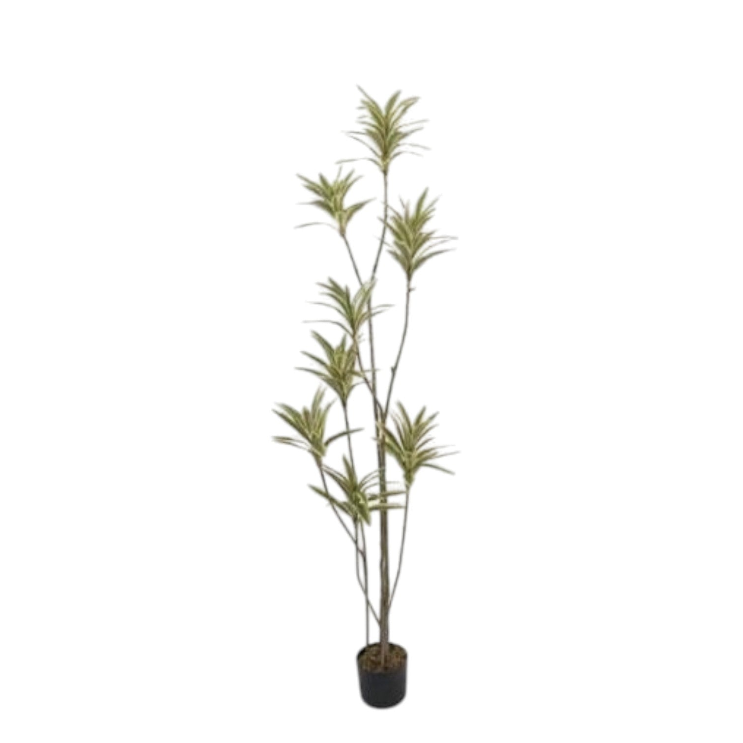 185cm Premium Artificial Variegated Dracaena Tree