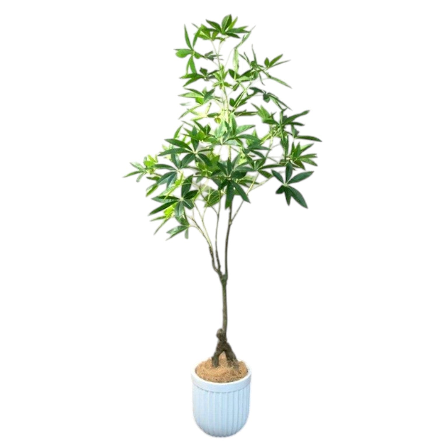 160cm Luxurious Money Tree Plant with White Round Pot