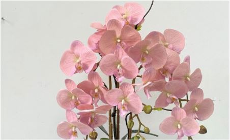 Alton Phalaenopsis Flower Orchids x 2 stalks Artificial Set in Ceramic Pot, plant, decor, plants, flowers AAA449
