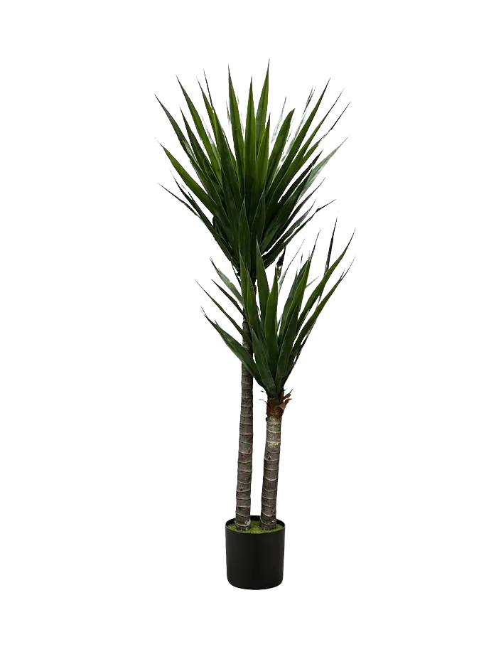 Two 170cm artificial Yucca plants with two heads each, realistic faux houseplants for home decor and events by Alton Flowers