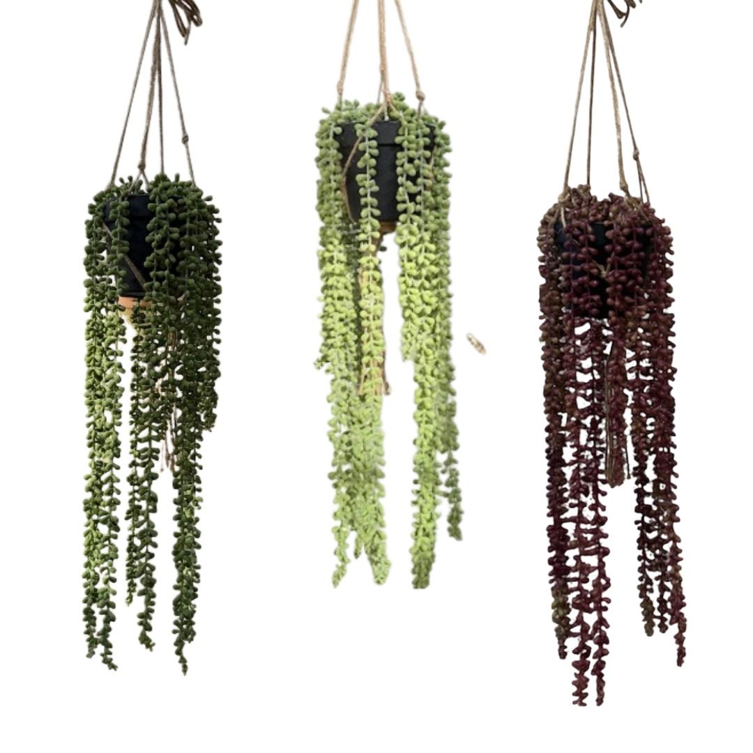 String of Pearl Hanging Plant with Pot