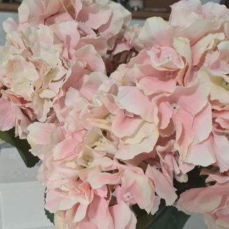 Hydrangea Bush x 5 flowers head per bush Afaux103