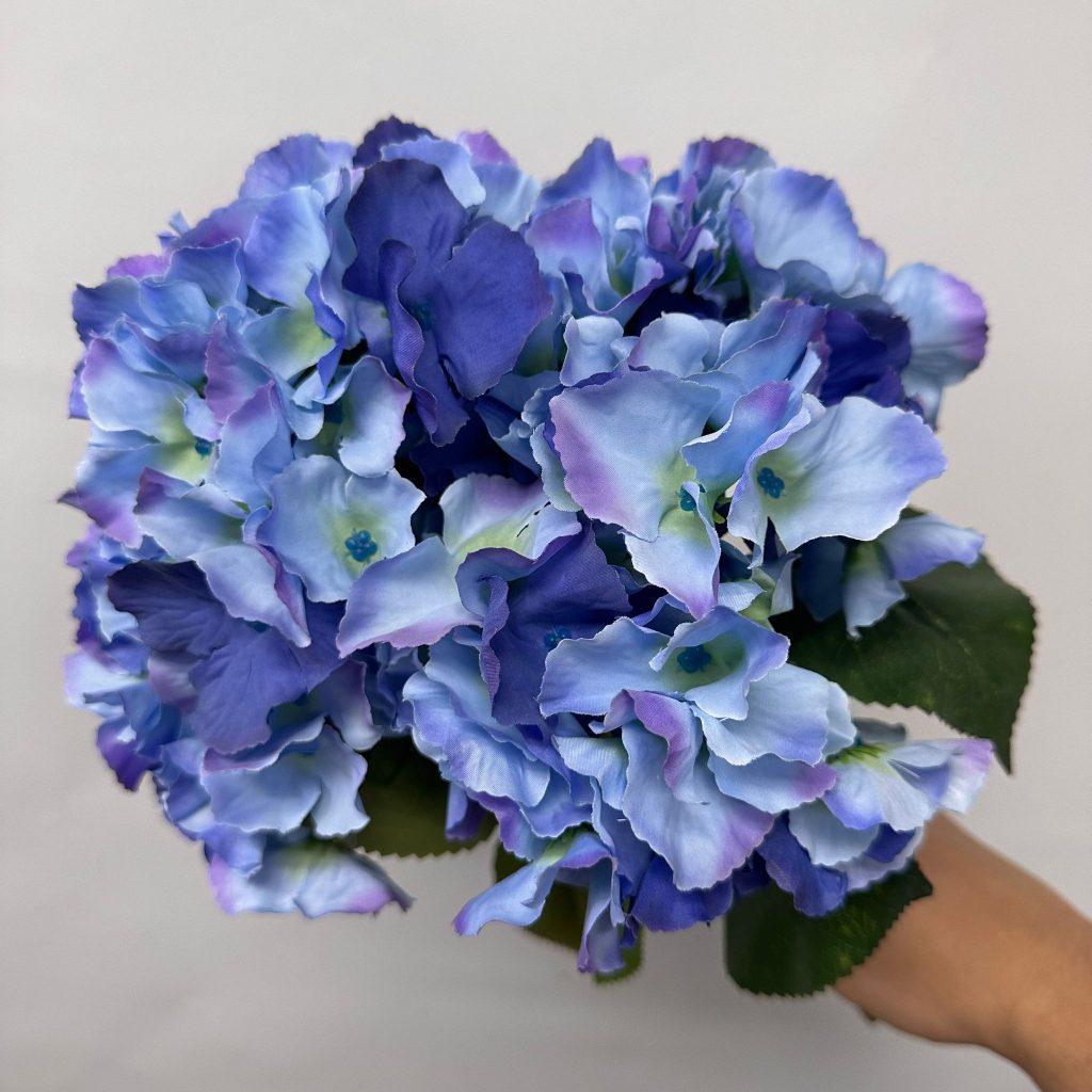 Hydrangea Bush x 5 flowers head per bush Afaux103
