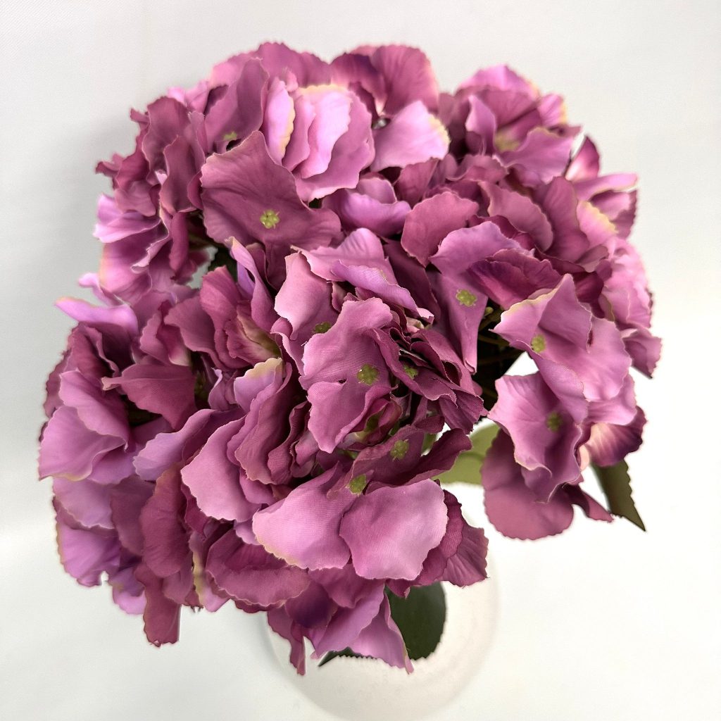 Hydrangea Bush x 5 flowers head per bush Afaux103