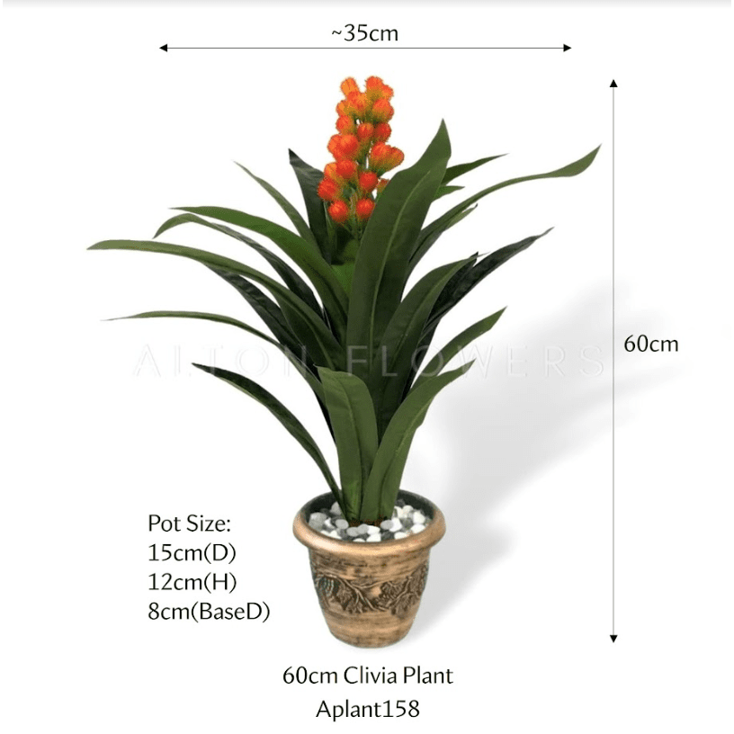 60cm Clivia Plant Artificial Aplant158
