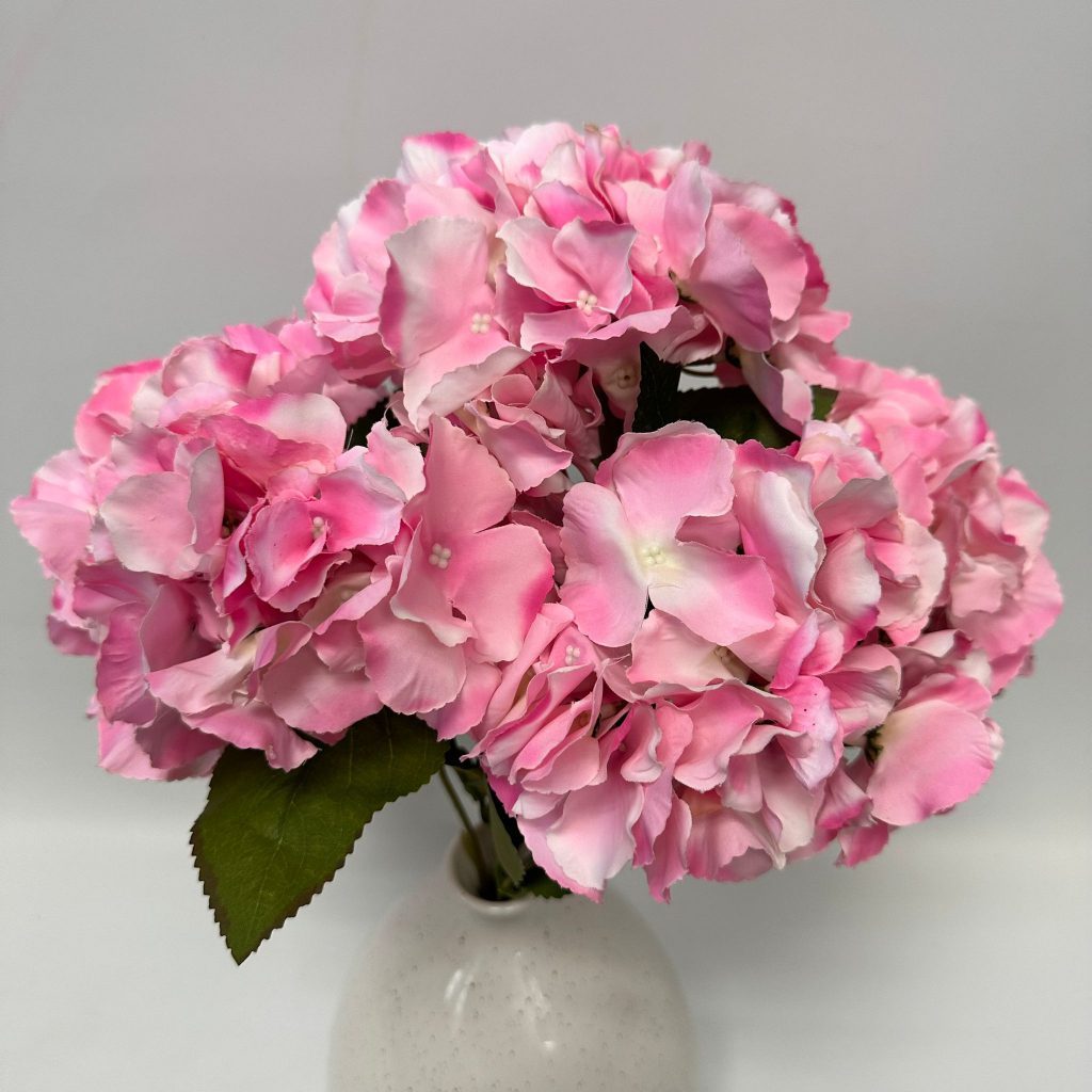 Hydrangea Bush x 5 flowers head per bush Afaux103