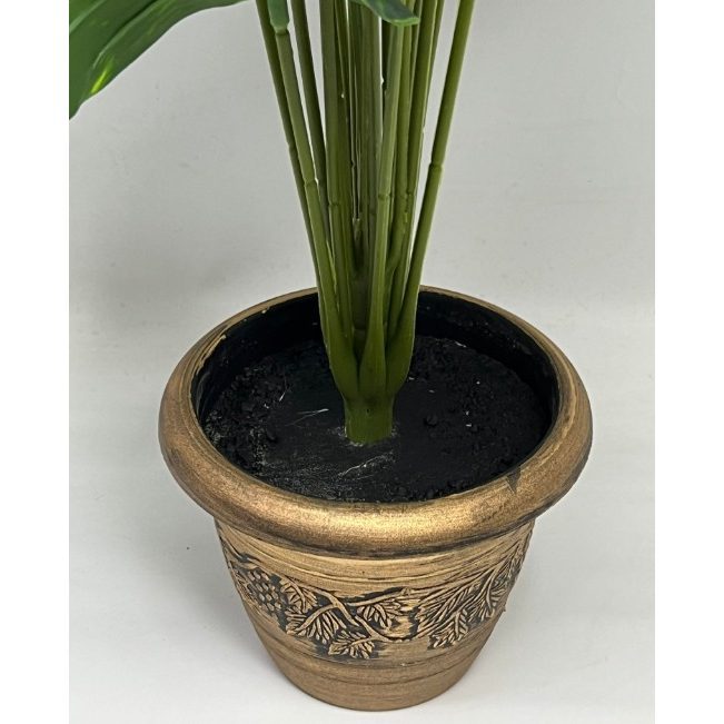 65cm Peperomia Plant (18 Leaves) Aplant424