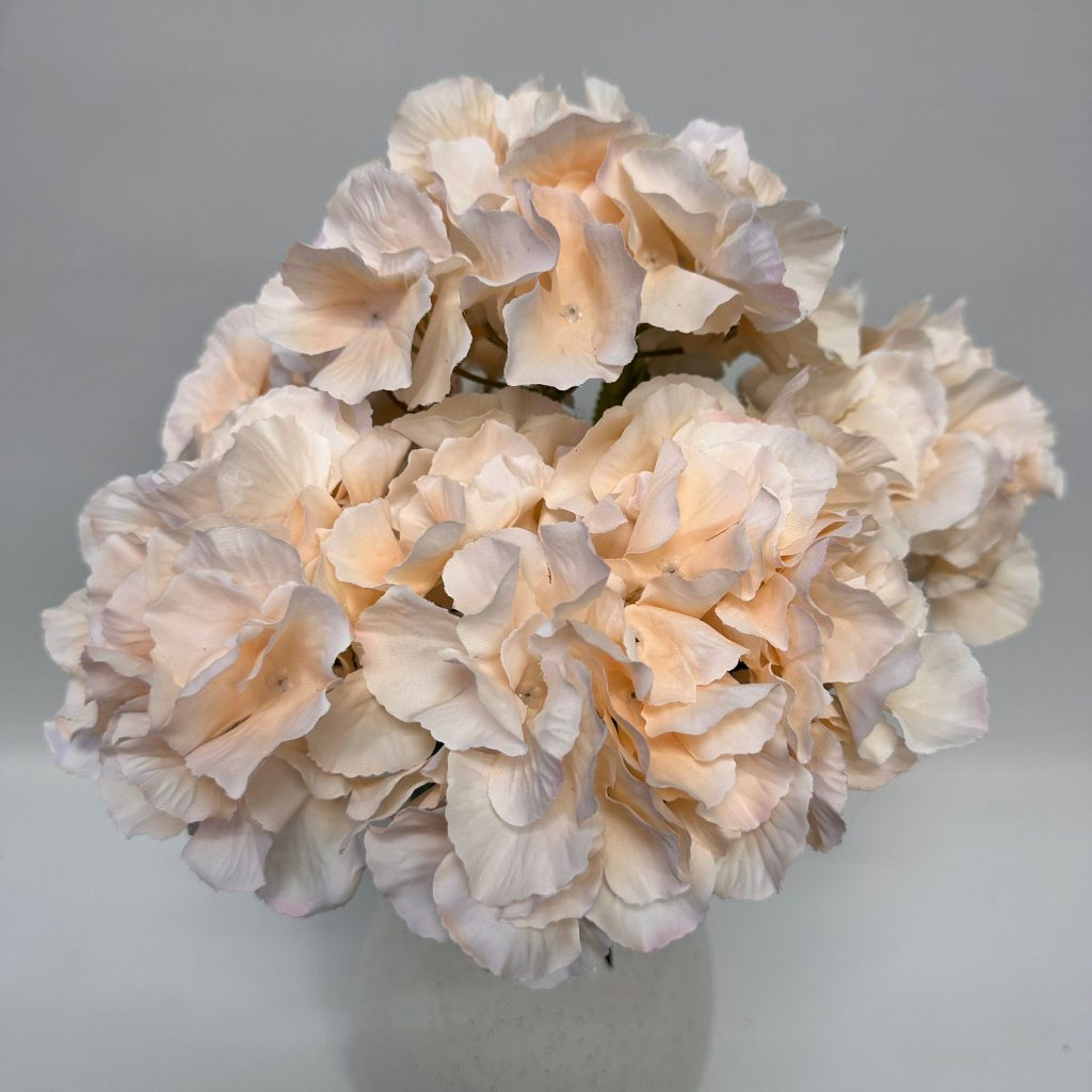 Hydrangea Bush x 5 flowers head per bush Afaux103