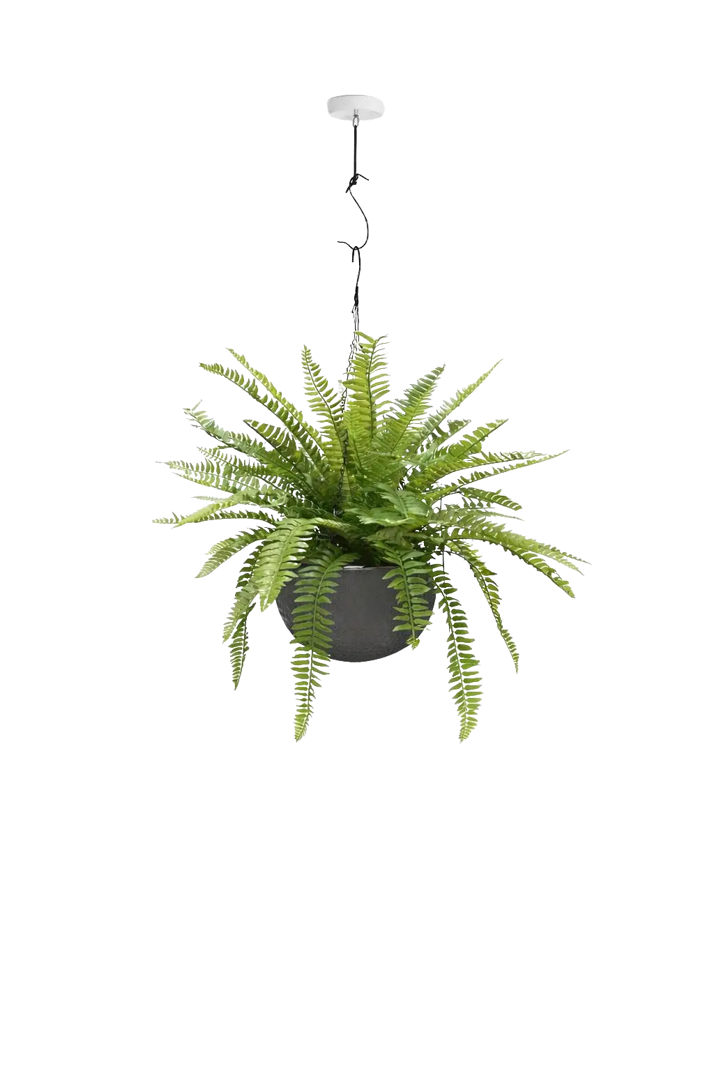 Hanging Polypody Fern plant in a pot by Alton Flowers, lush green fern with delicate fronds in a hanging container.