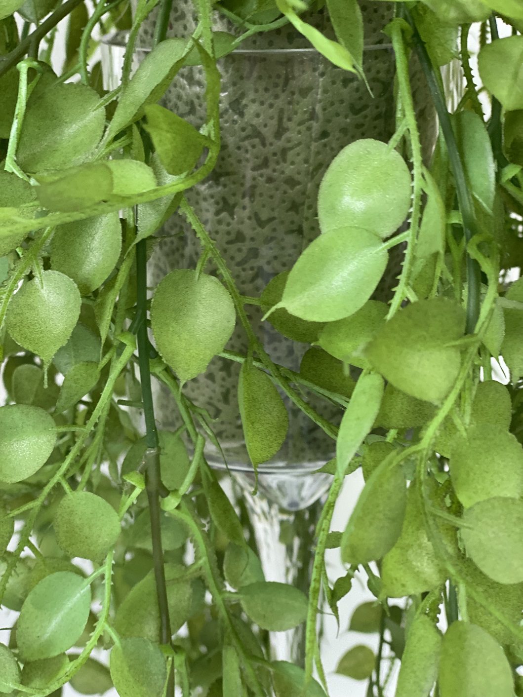 Plant Green Creepers set in a glass vase artificial AAA443