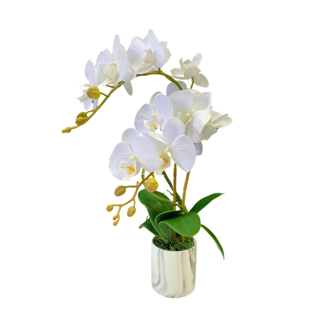 Alton Phalaenopsis Flower Orchids x 2 stalks Artificial Set in Ceramic Pot, plant, decor, plants, flowers AAA449